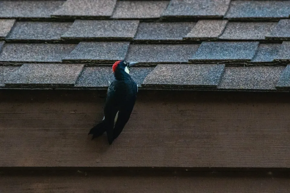 Acorn Woodpecker — Pest Control — Acorn Woodpecker, Asphalt Shingles, Wooden Siding, Pest Control, Pest Control,…