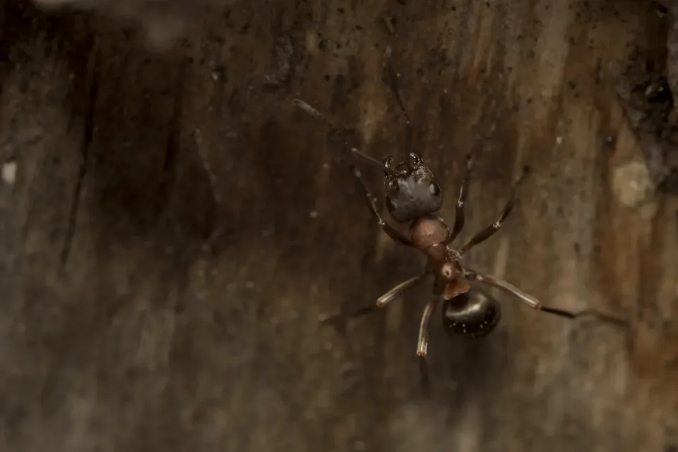 Ant — Macro Photography