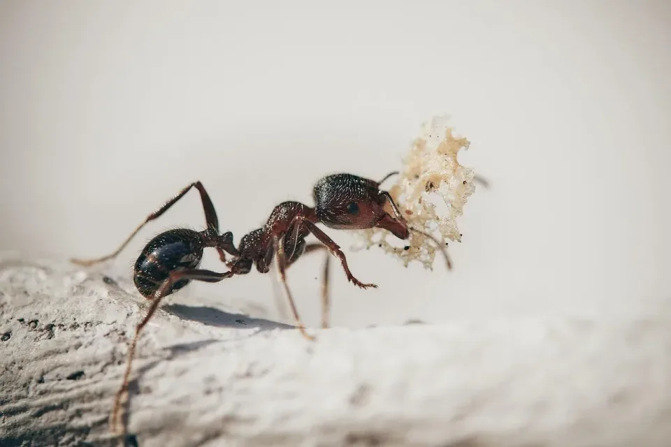 Ant — Pest Control