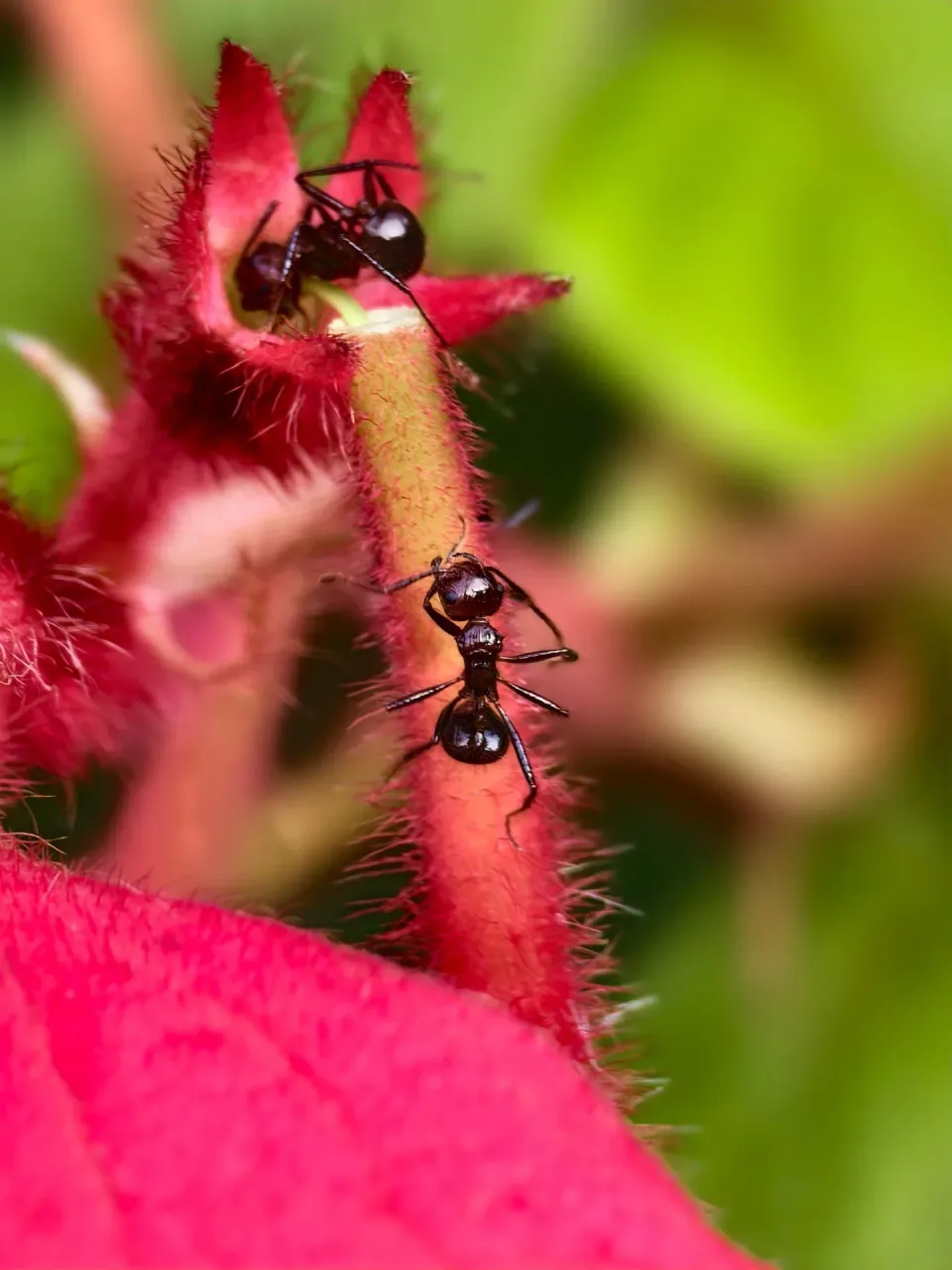Ants — Pest Control — Ants, Plant Stem, Flower Petals, Pest Control, Pest Control