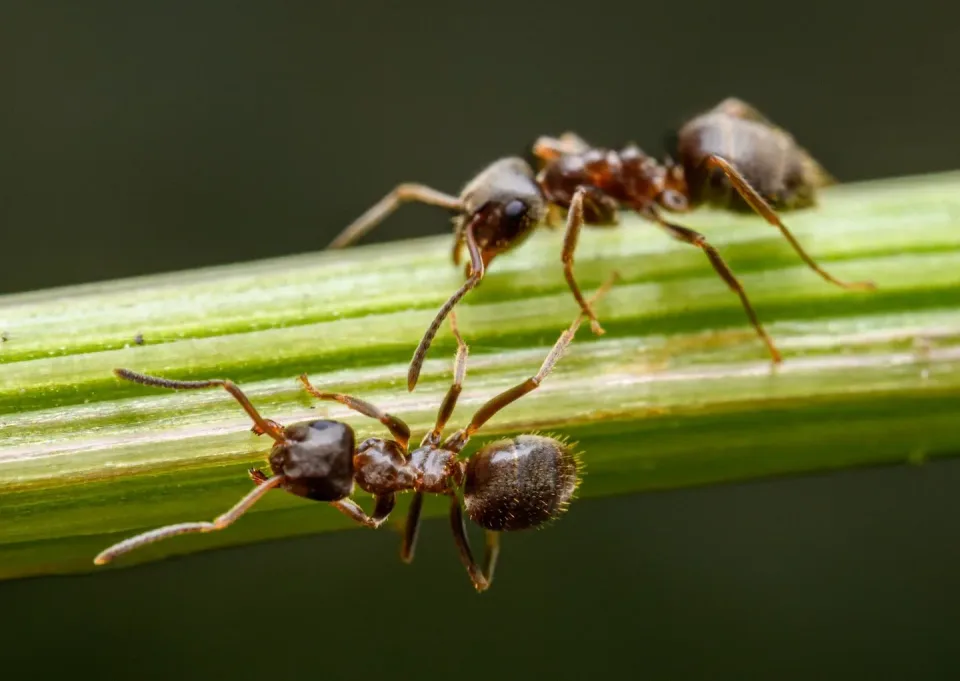 Ants — Pest Control — Ants, Green Plant Stem, Ant Antennae, Pest Control, Pest Control