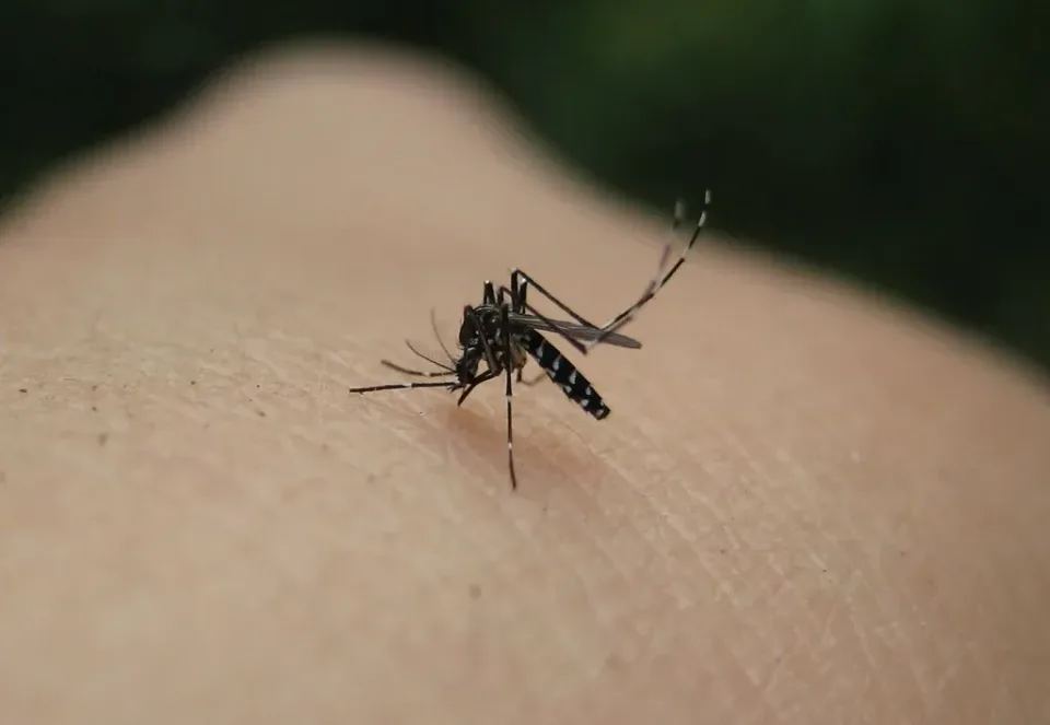 Asian Tiger Mosquito — Pest Control — Asian Tiger Mosquito, Human Skin, Mosquito Legs, Pest Control, Pest Control in Deatsvi…
