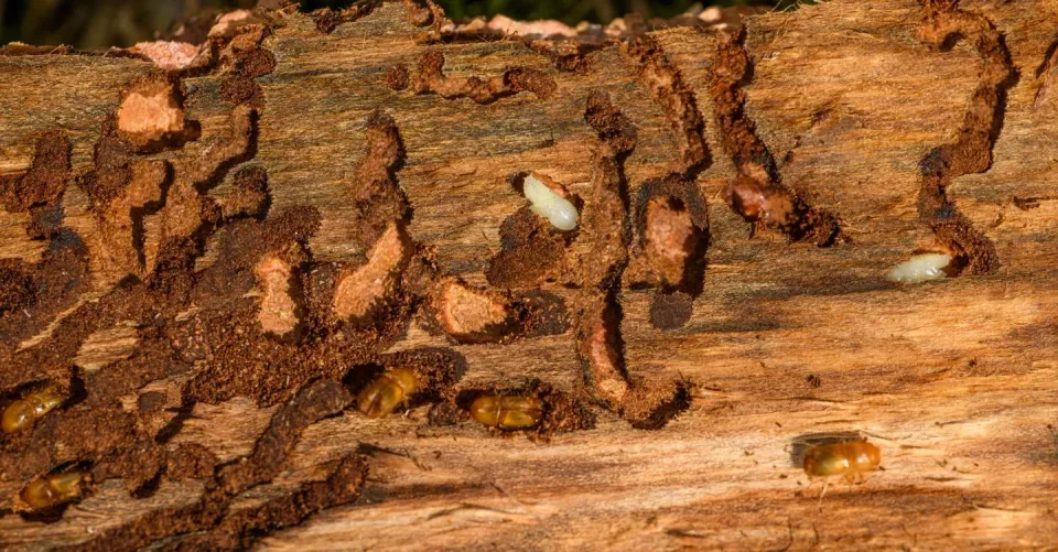 Bark Beetle Larvae — Pest Control — Bark Beetle Larvae, Adult Bark Beetles, Wood Log, Pest Control, Pest Control,…