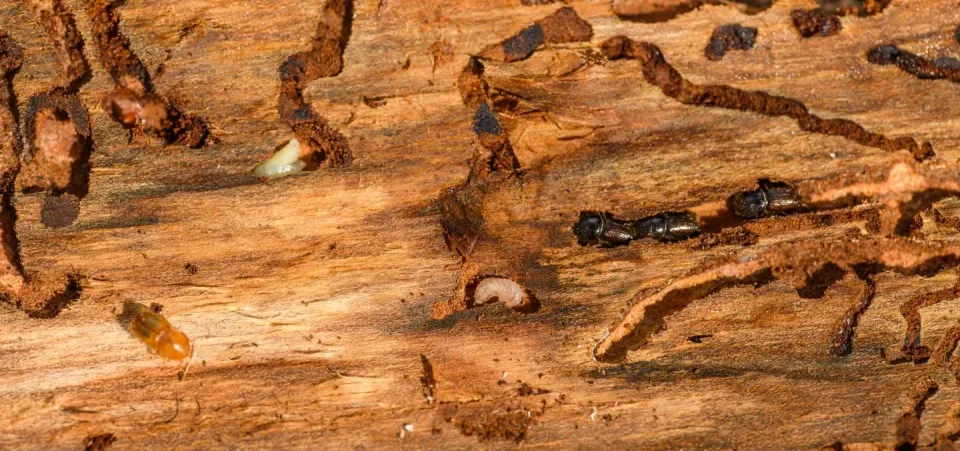 Bark Beetle — Pest Control — Bark Beetle, Beetle Larvae, Wood Grain, Pest Control, Pest Control