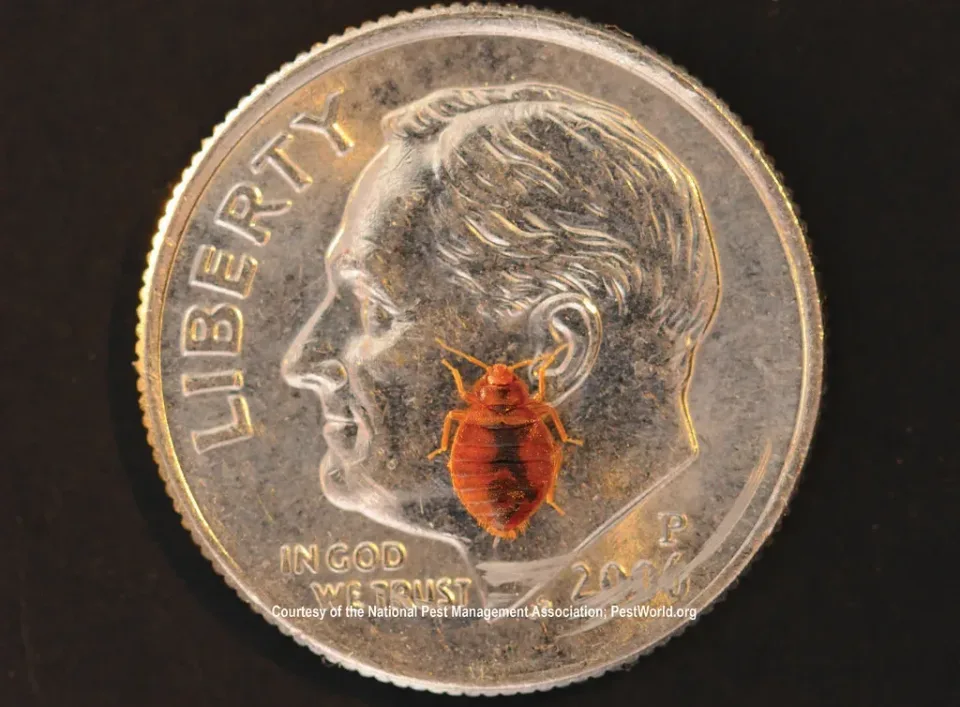Bed Bug — Pest Control — Bed Bug, Dime, Coin, Pest Control, Pest Control