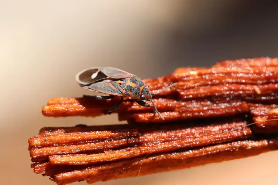 Boxelder Bug — Pest Control — Boxelder Bug, Insect, Arthropod, Pest Control, Pest Control