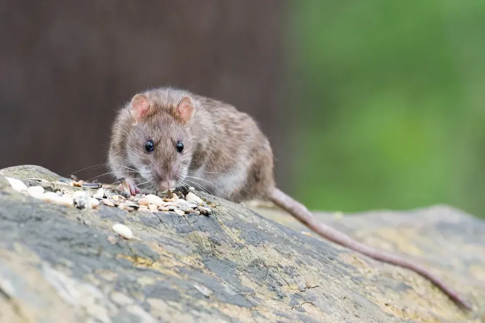 Brown Rat — Pest Control — Brown Rat, Seeds, Log, Pest Control, Pest Control