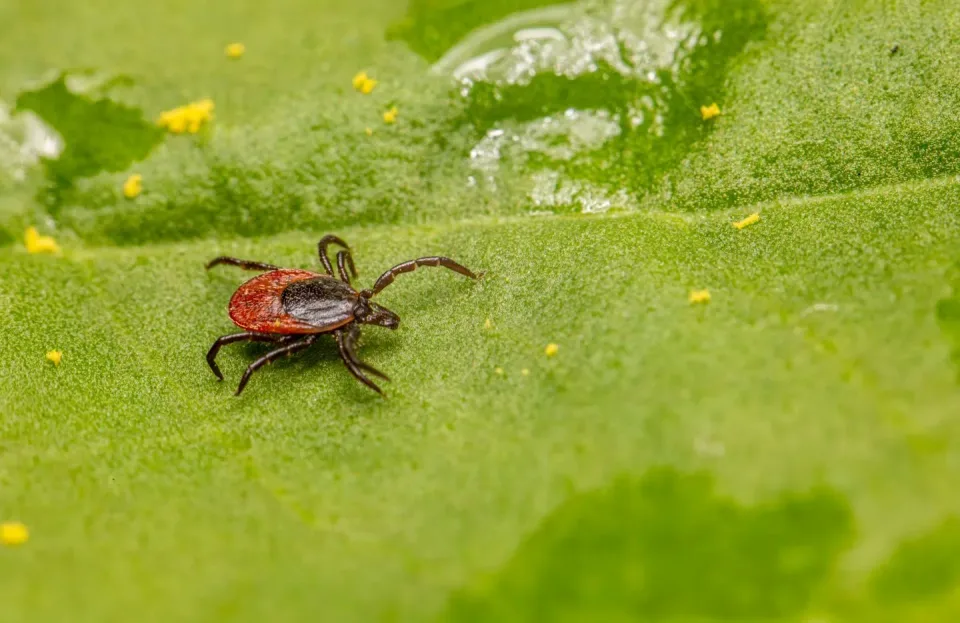 Castor Bean Tick — Pest Control — Castor Bean Tick, Leaf, Plant Surface, Pest Control, Pest Control