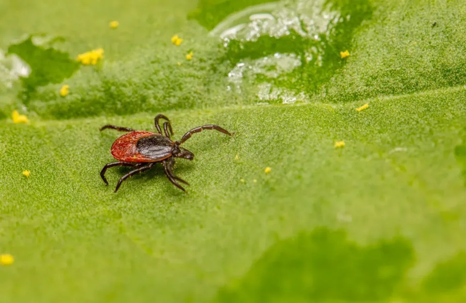 Castor Bean Tick — Pest Control — Castor Bean Tick, Leaf, Plant Surface, Pest Control, Pest Control