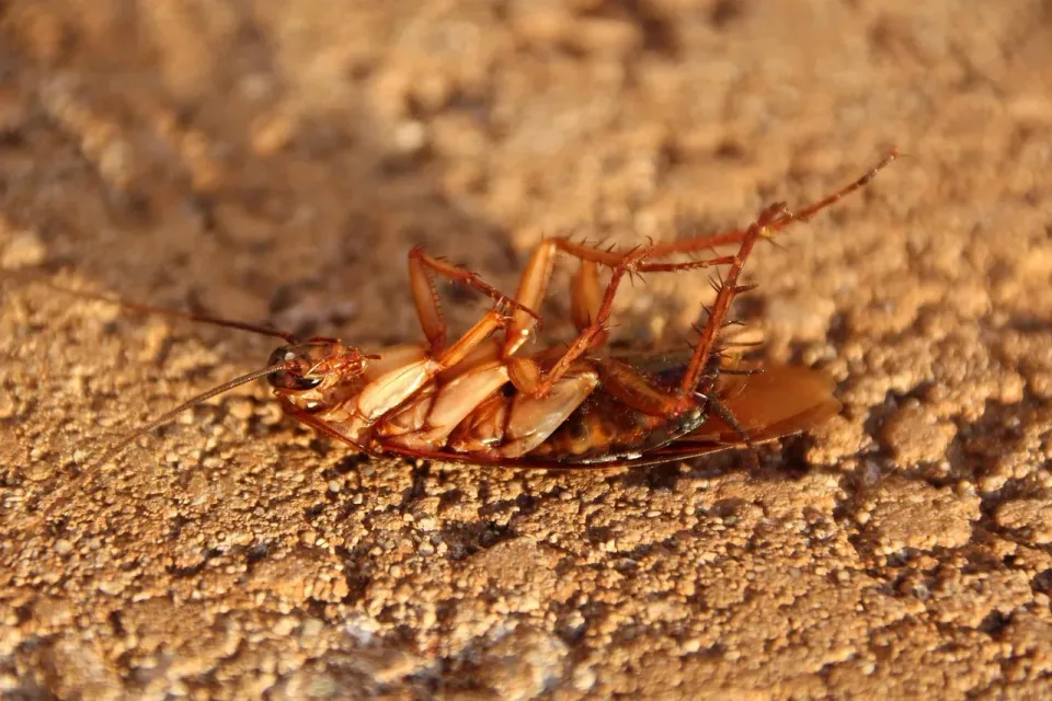 Cockroach — Pest Control — Cockroach, Legs, Antennae, Pest Control, Pest Control