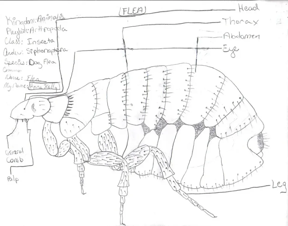 Flea Illustration — Pest Control — Flea Illustration, Anatomical Diagram, Insect Body Segments, Pest Control, Pest Control i…