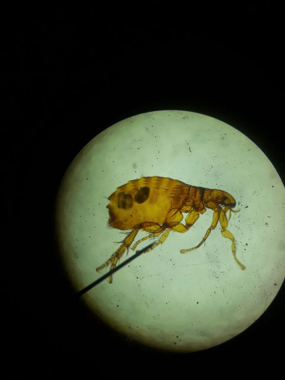 Flea — Pest Control — Flea, Microscope Slide, Microscope Lens View, Pest Control, Pest Control