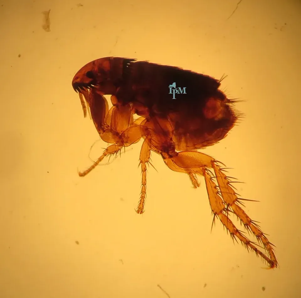 Flea — Pest Control — Flea, Microscope Slide, Exoskeleton, Pest Control, Pest Control