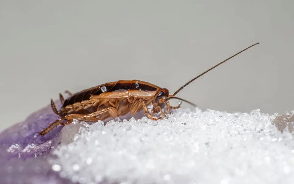 German Cockroach — Pest Control — German Cockroach, Antennae, Legs, Pest Control, Pest Control