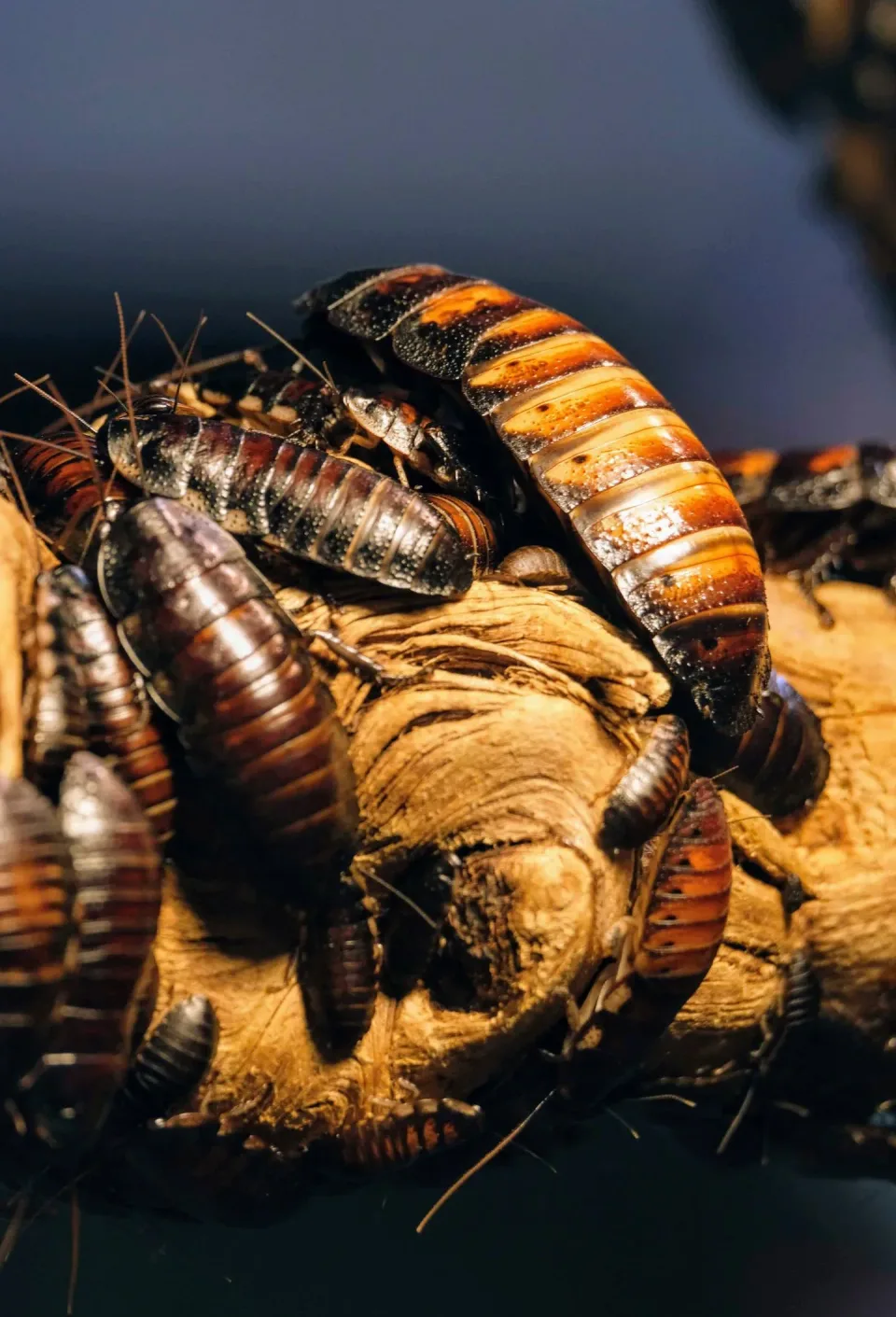 Hissing Cockroaches — Pest Control — Hissing Cockroaches, Tree Branch, Insect Colony, Pest Control, Pest Control in Hokes Bl…