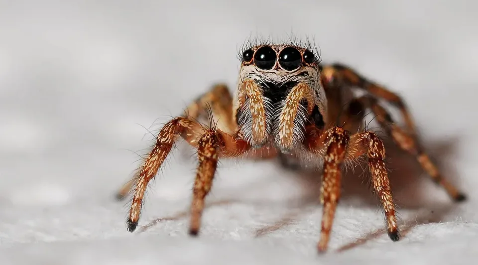 Jumping Spider — Pest Control — Jumping Spider, Spider Legs, Spider Eyes, Pest Control, Pest Control