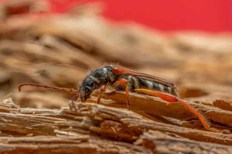 Longhorn Beetle — Pest Control Longhorn Beetle — Pest Control