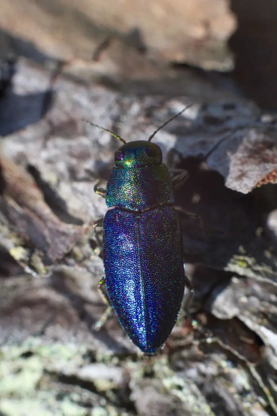 Metallic wood-boring Beetle — Pest Control — Metallic wood-boring Beetle, Buprestid Beetle, Tree Bark, Pest Control, Pest Co…