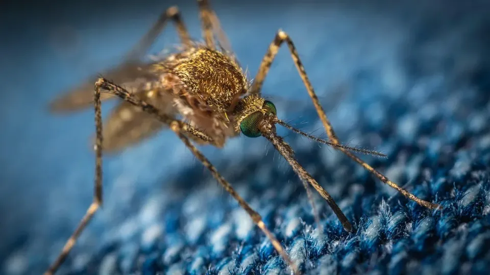 Mosquito — Pest Control — Mosquito, Compound Eye, Proboscis, Pest Control, Pest Control