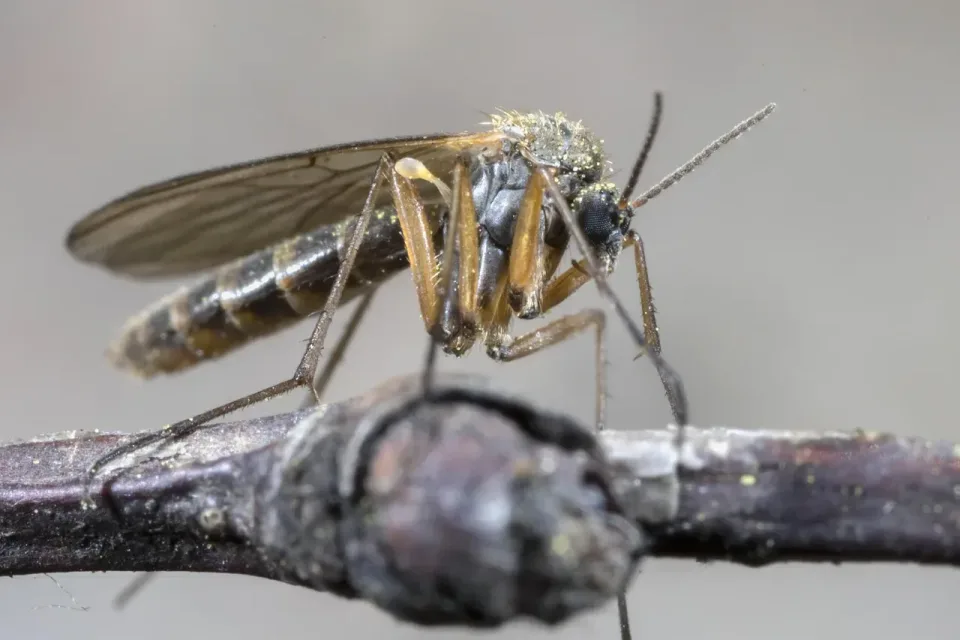 Mosquito — Pest Control — Mosquito, Insect, Twig, Pest Control, Pest Control