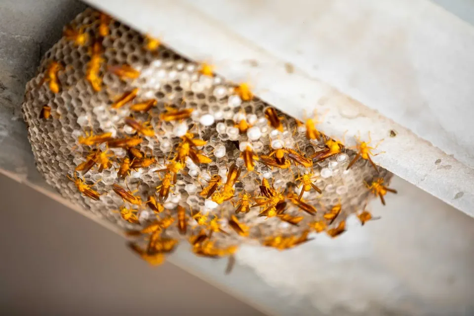 Paper Wasp Nest — Pest Control — Paper Wasp Nest, Wasps, Wasp Larvae, Pest Control, Pest Control