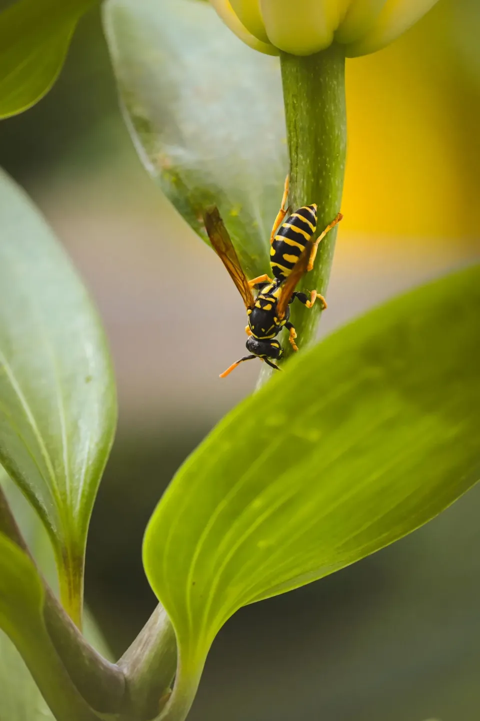 Paper Wasp — Pest Control — Paper Wasp, Plant Stem, Green Leaf, Pest Control, Pest Control