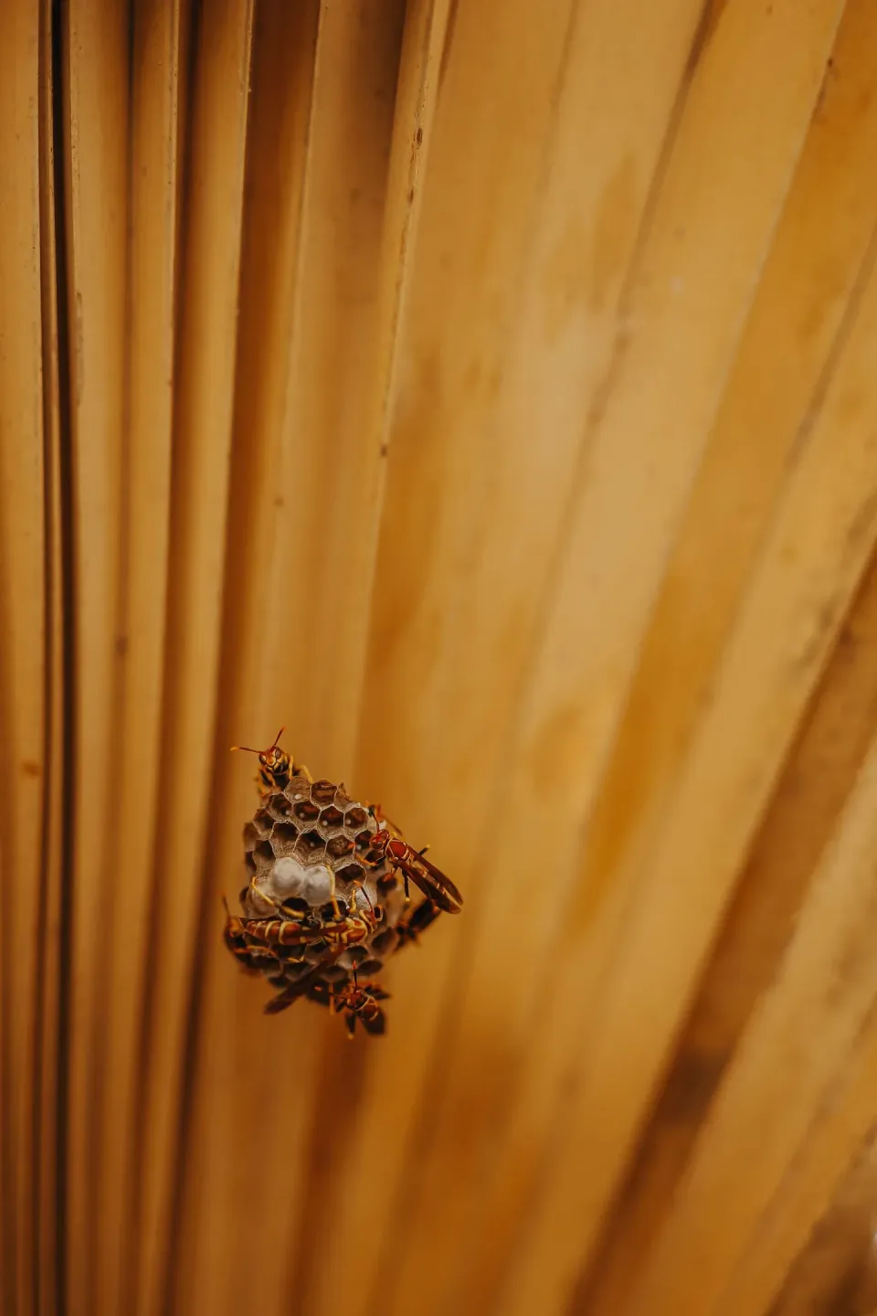 Paper Wasp — Pest Control — Paper Wasp, Wasp Nest, Honeycomb Cells, Pest Control, Pest Control
