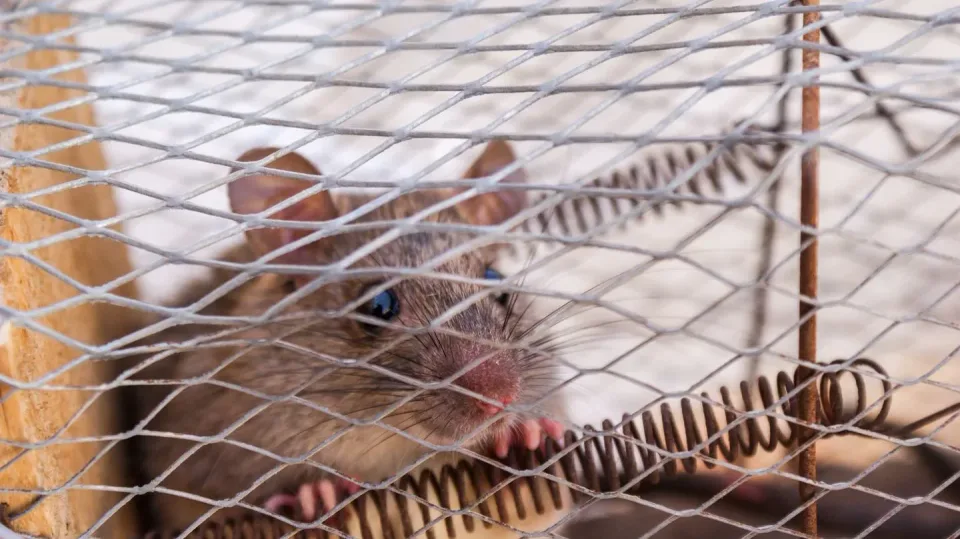 Rat — Pest Control — Rat, Live Trap, Wire Mesh, Pest Control, Pest Control