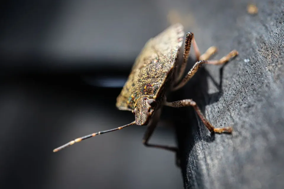 Stink Bug — Pest Control — Stink Bug, Insect, Antenna, Pest Control, Pest Control