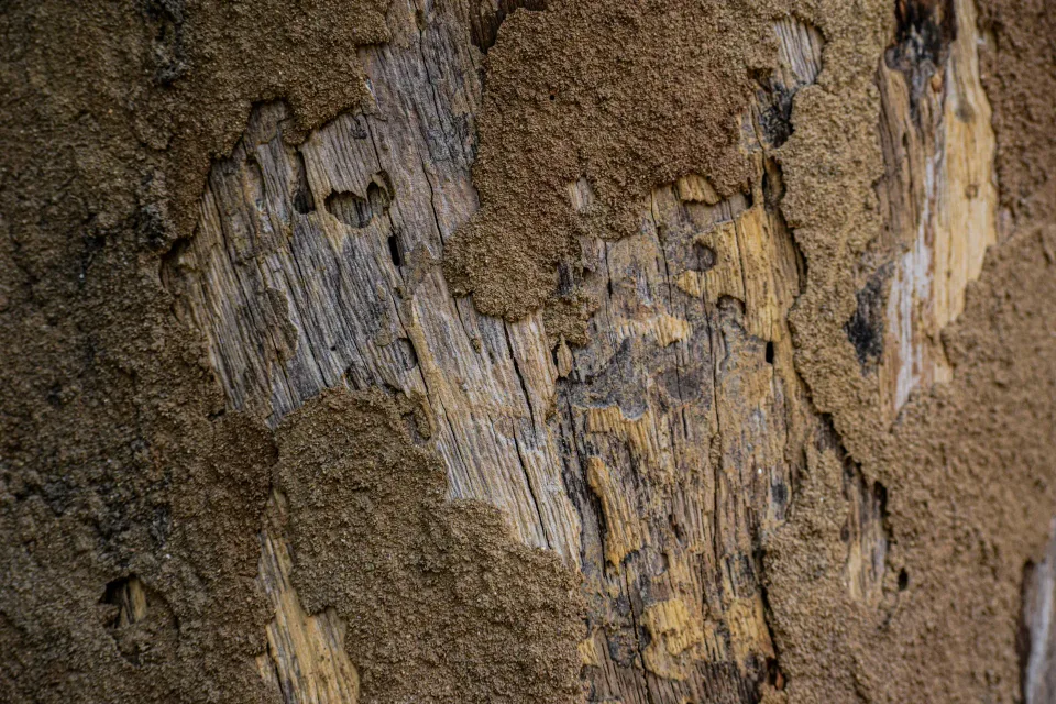 Termite Mud Tube — Pest Control — Termite Mud Tube, Damaged Wood, Wood Grain, Pest Control, Pest Control