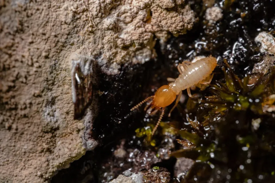 Termite — Pest Control — Termite, Worker Termite, Damp Wood, Pest Control, Pest Control