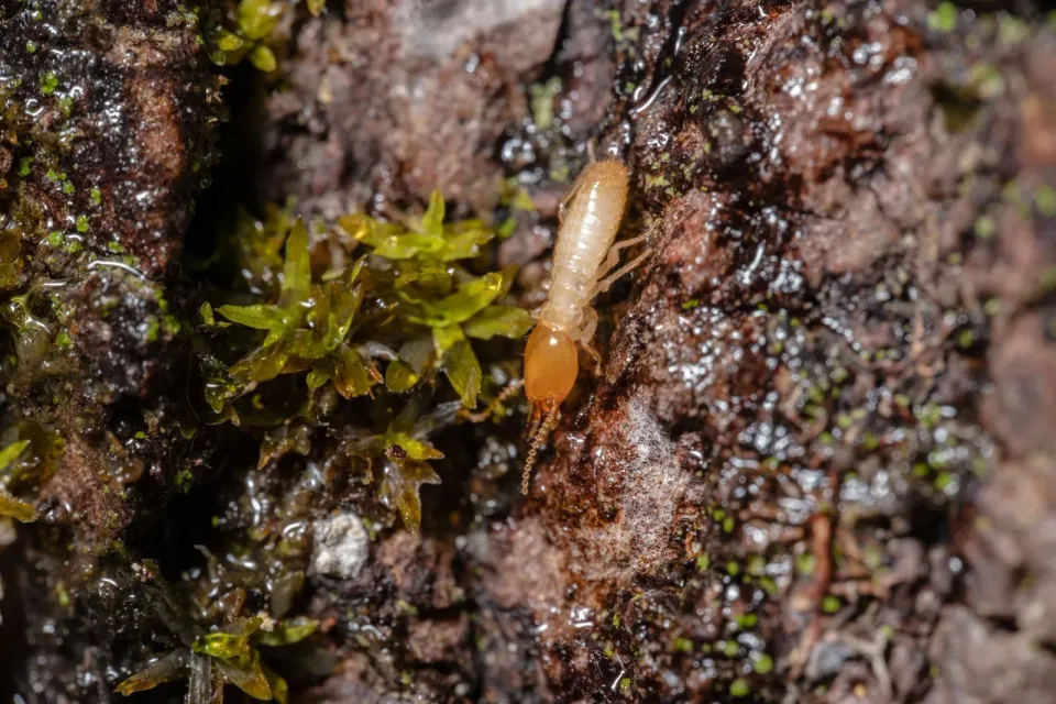 Termite — Pest Control — Termite, Tree Bark, Moss, Pest Control, Pest Control