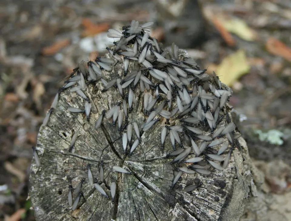 Termites — Pest Control — Termites, Winged Termites, Tree Stump, Pest Control, Pest Control