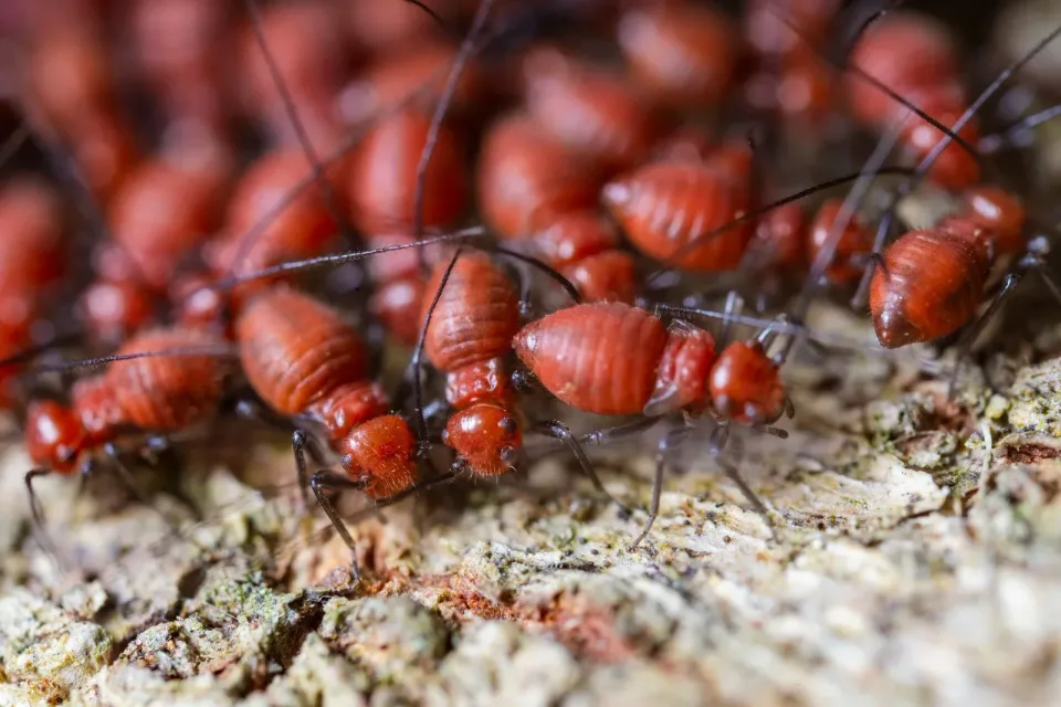 Termites — Pest Control — Termites, Tree Bark, Insect Antennae, Pest Control, Pest Control