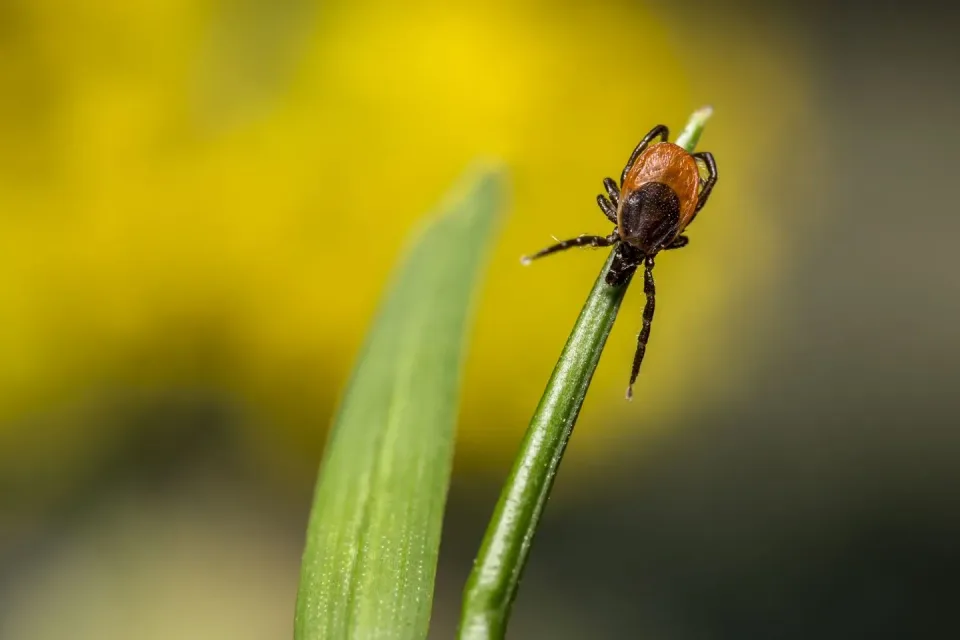 Tick — Pest Control — Tick, Grass Blade, Plant Stem, Pest Control, Pest Control