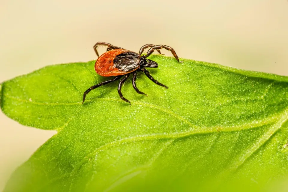 Tick — Pest Control — Tick, Leaf, Plant Foliage, Pest Control, Pest Control