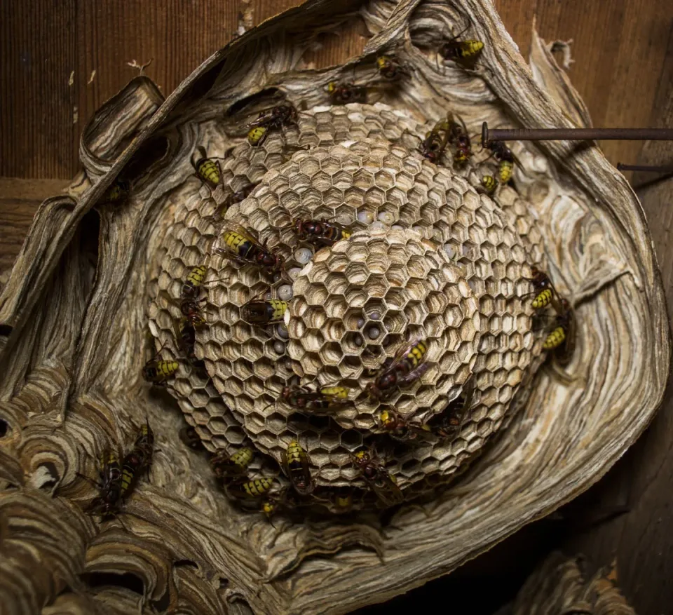 Wasp Nest — Pest Control — Wasp Nest, Wasps, Larvae, Pest Control, Pest Control