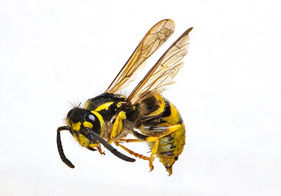 Wasp — Pest Control — Wasp, Wings, Antennae, Pest Control, Pest Control