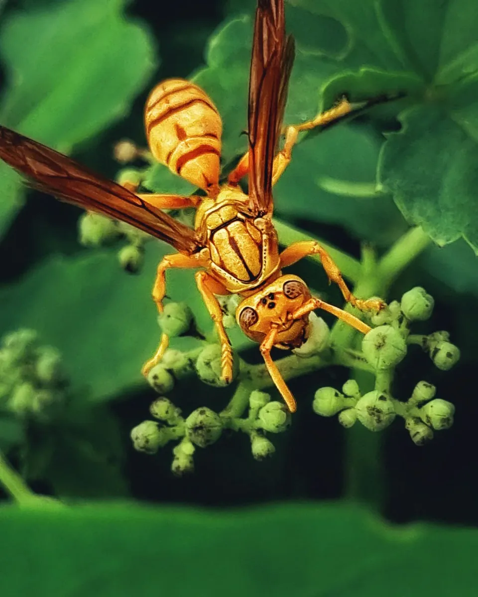 Wasp — Pest Control — Wasp, Wasp Wings, Wasp Antennae, Pest Control, Pest Control