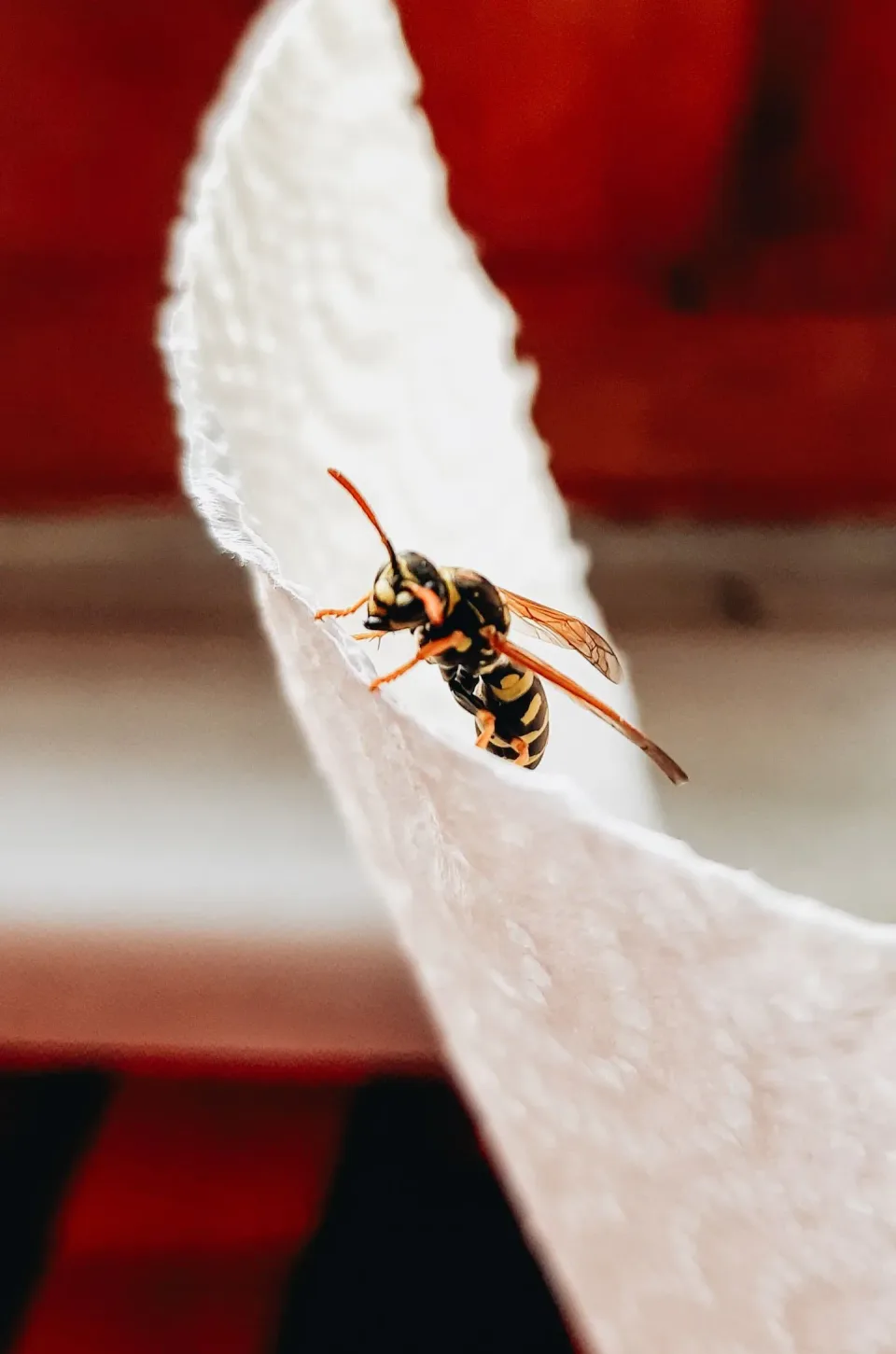 Wasp — Pest Control — Wasp, Paper Towel, Insect Wings, Pest Control, Pest Control