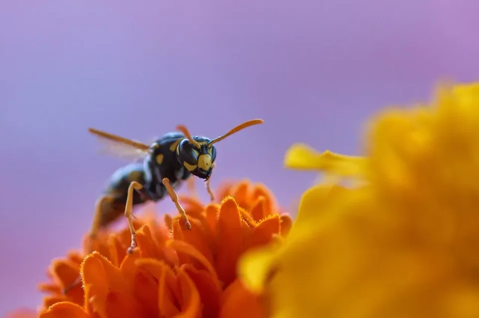 Wasp — Pest Control — Wasp, Flower, Petals, Pest Control, Pest Control