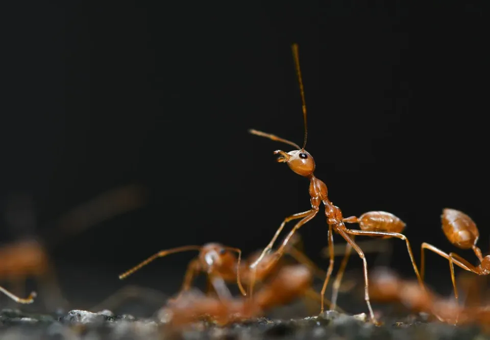 Weaver Ant — Pest Control