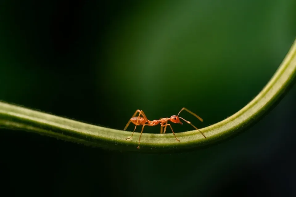 Weaver Ant — Pest Control