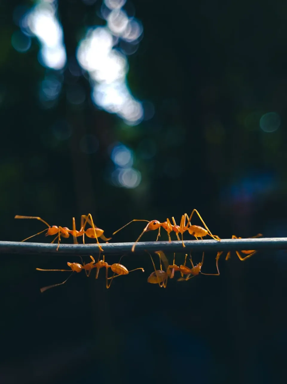 Weaver Ants — Pest Control — Weaver Ants, Thin Wire, Ant Colony, Pest Control, Pest Control