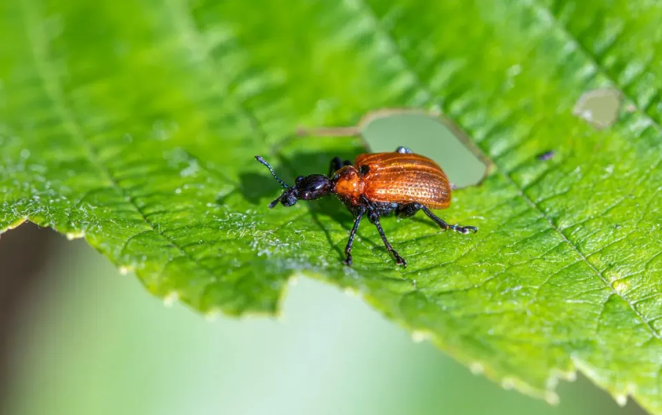 Weevil — Agricultural Pest
