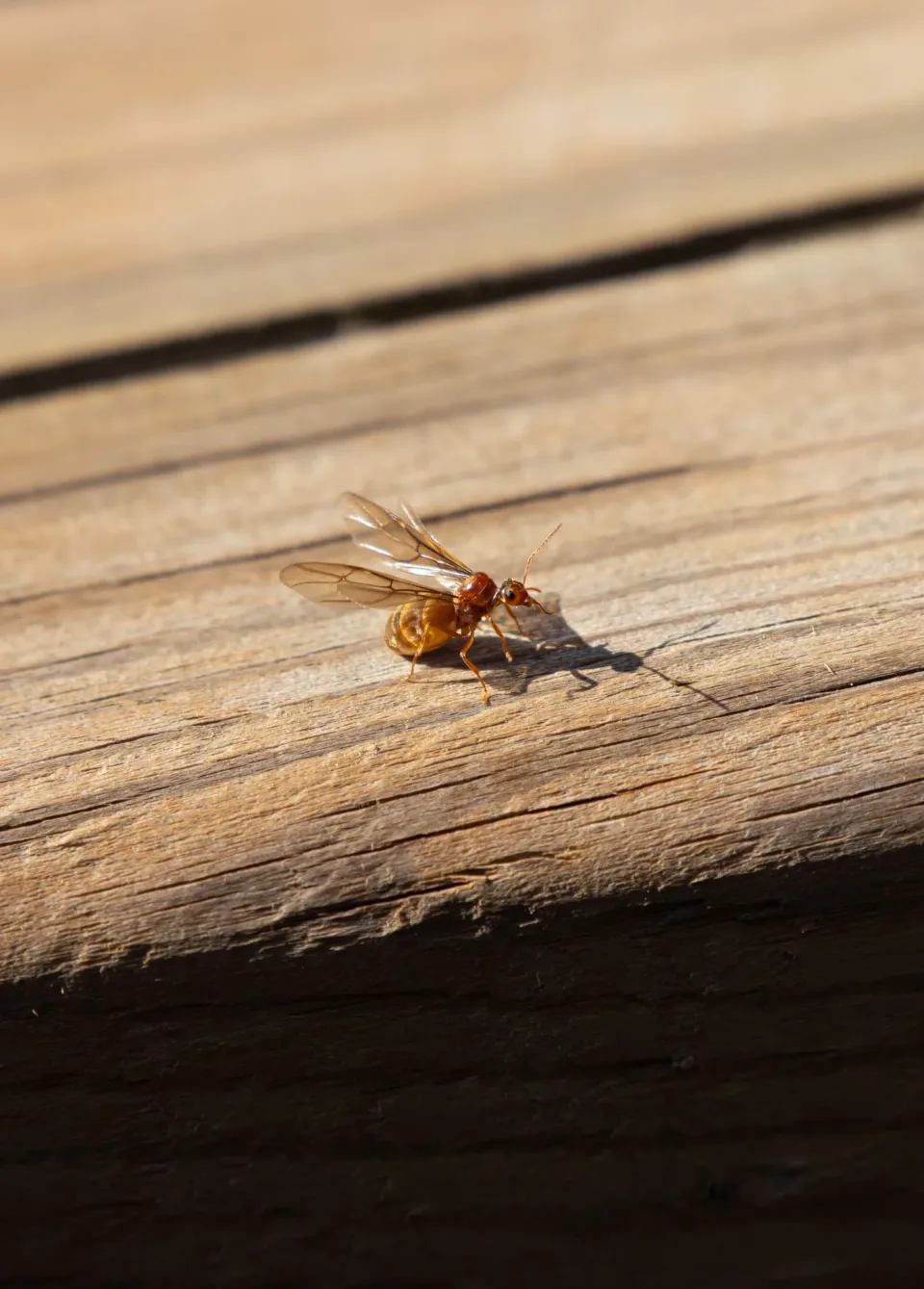 Winged Ant — Pest Control — Winged Ant, Alate, Wooden Deck Board, Pest Control, Pest Control