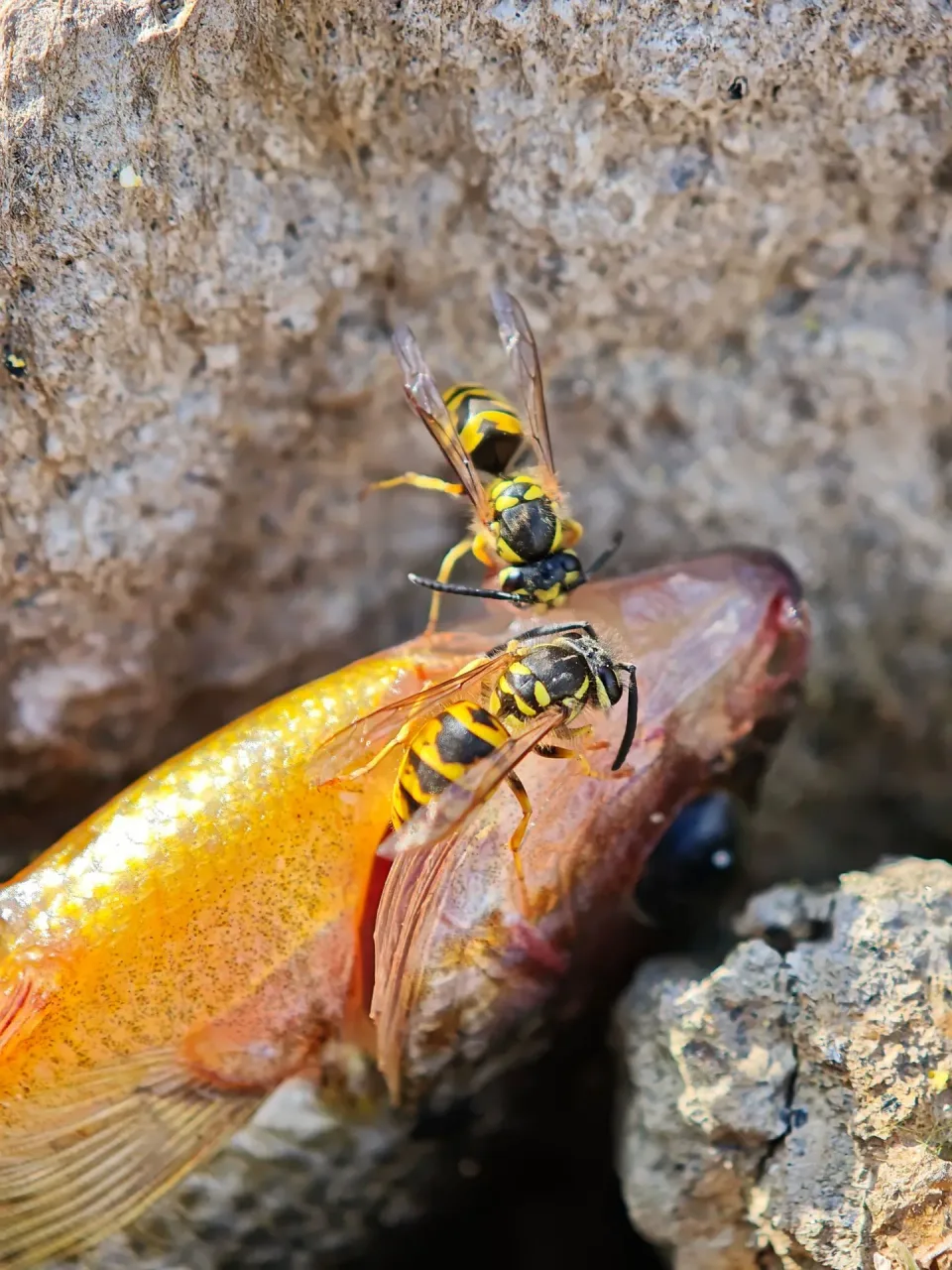 Yellow Jacket Wasps — Pest Control — Yellow Jacket Wasps, Dead Fish, Rocky Surface, Pest Control, Pest Control,…